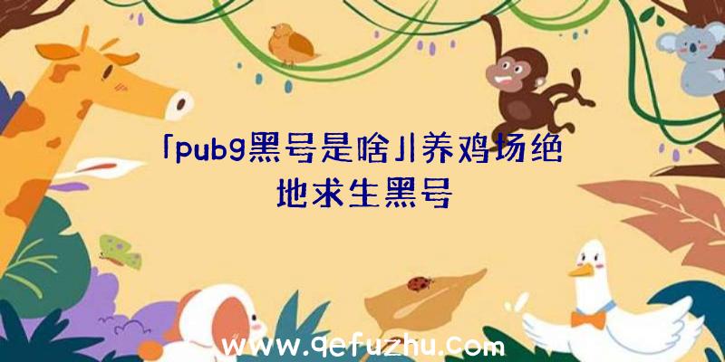 「pubg黑号是啥」|养鸡场绝地求生黑号